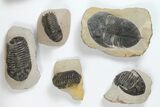 Lot: Assorted Devonian Trilobites - Pieces #119717-2